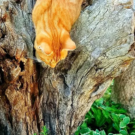 ゲストハウス Babinata Kashta-srebarna Srebŭrna